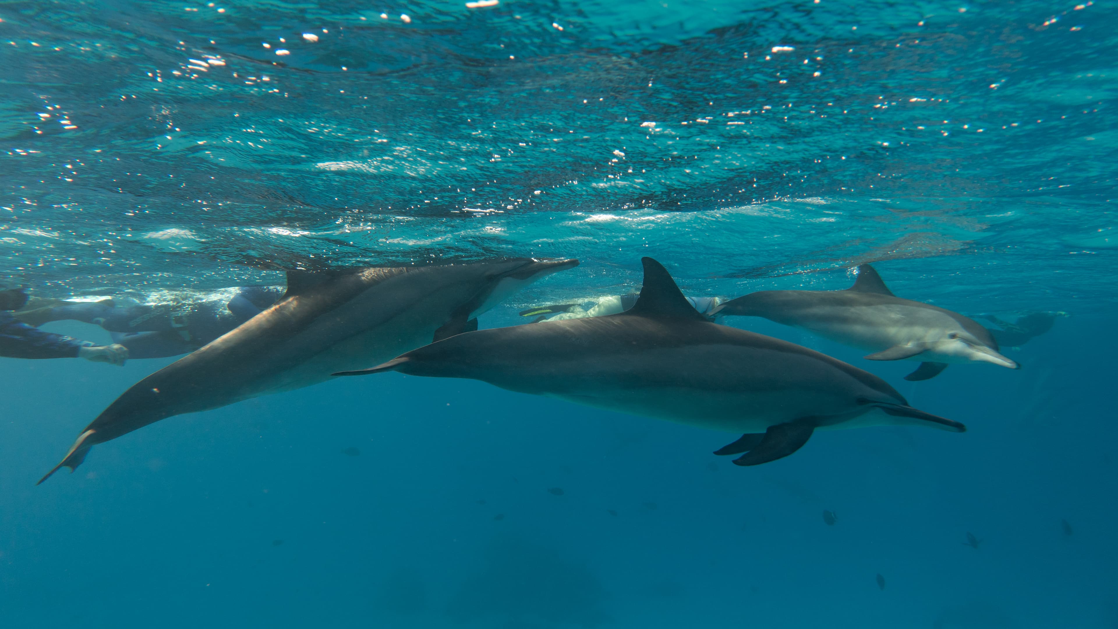 Dolphin House (Shaab El Erg) Snorkel Trip