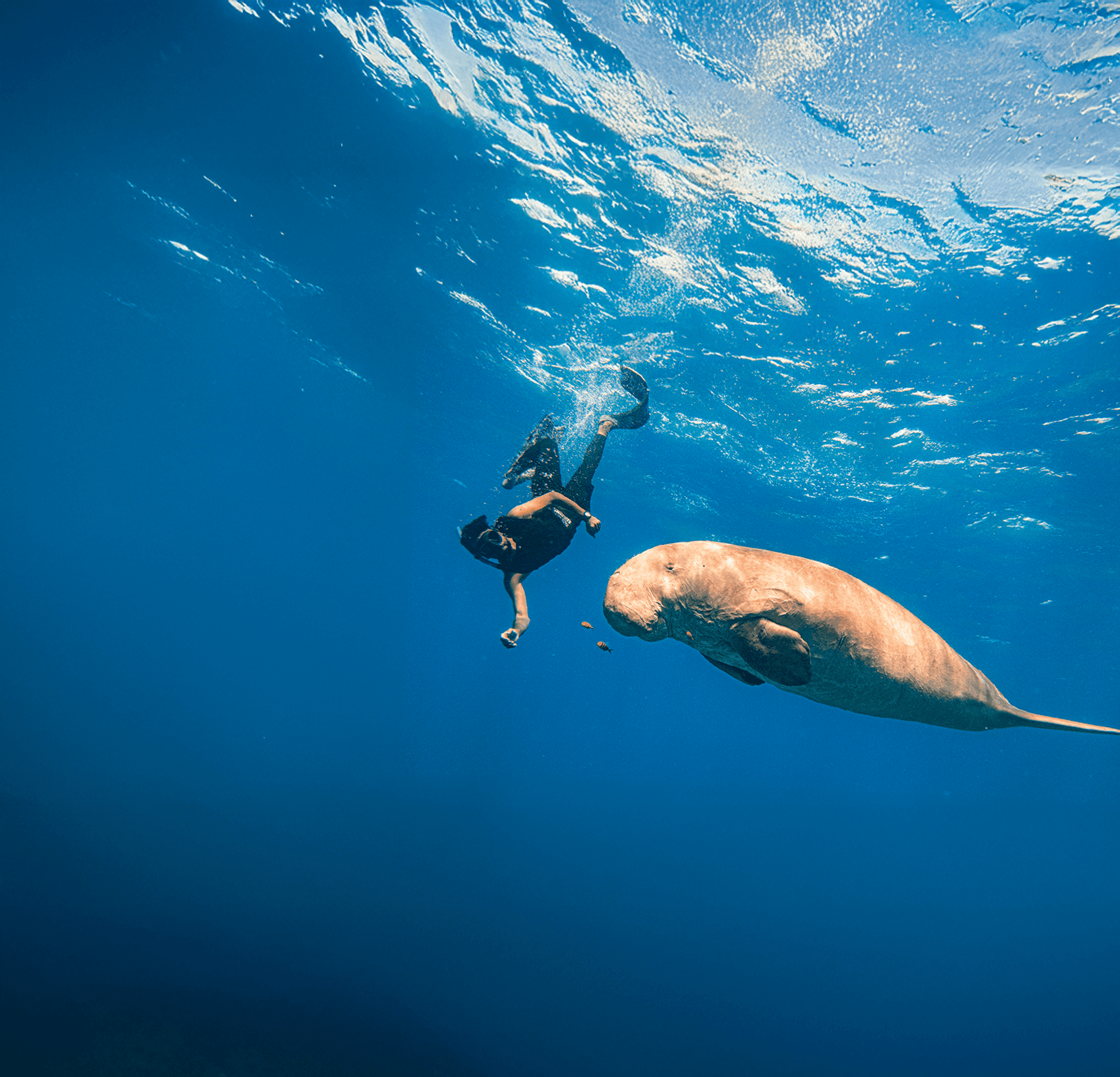 Find Dugong