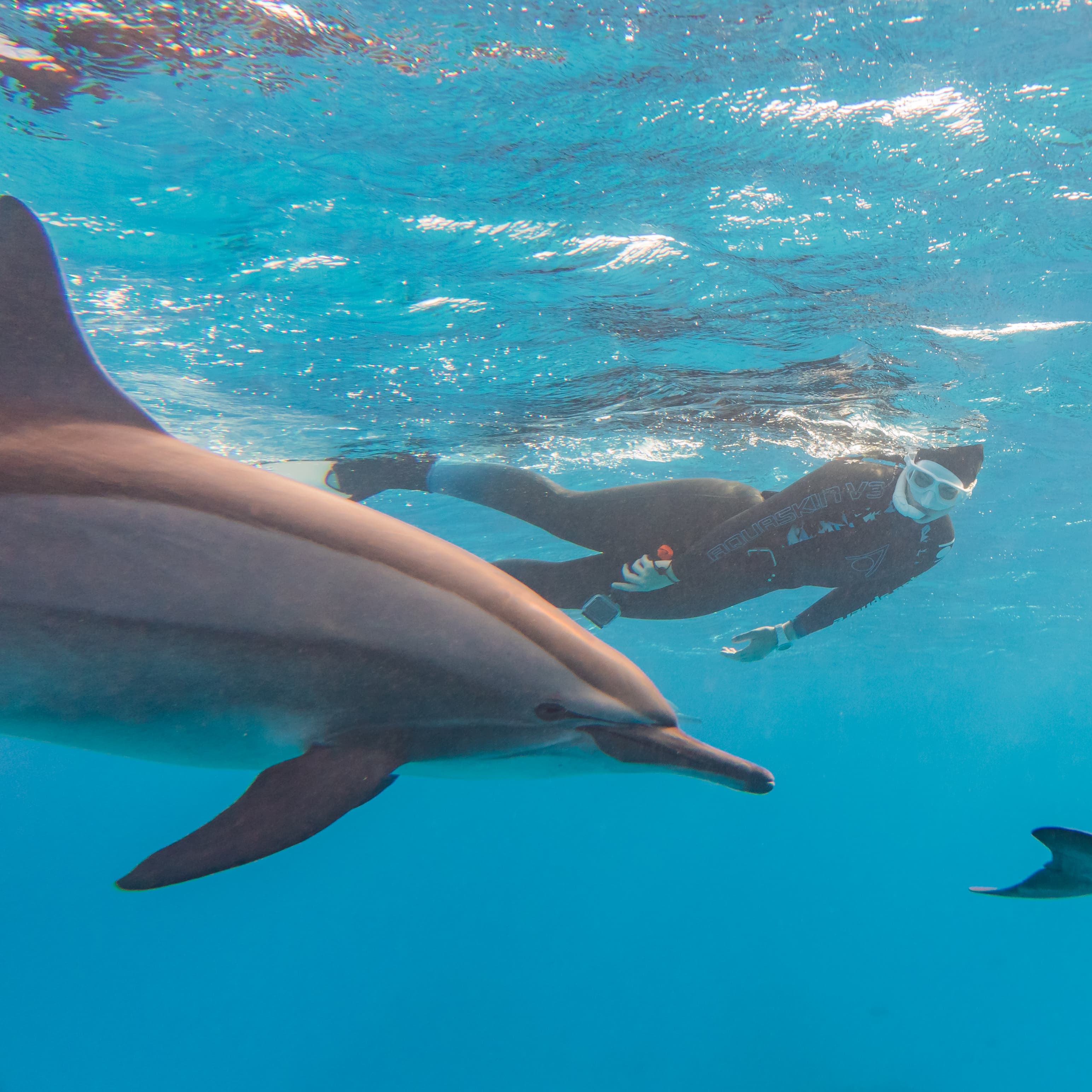 House Reef Diving + Dolphin House + Speedboat Trips