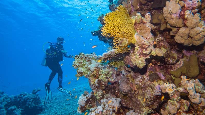 Discover Scuba Diving