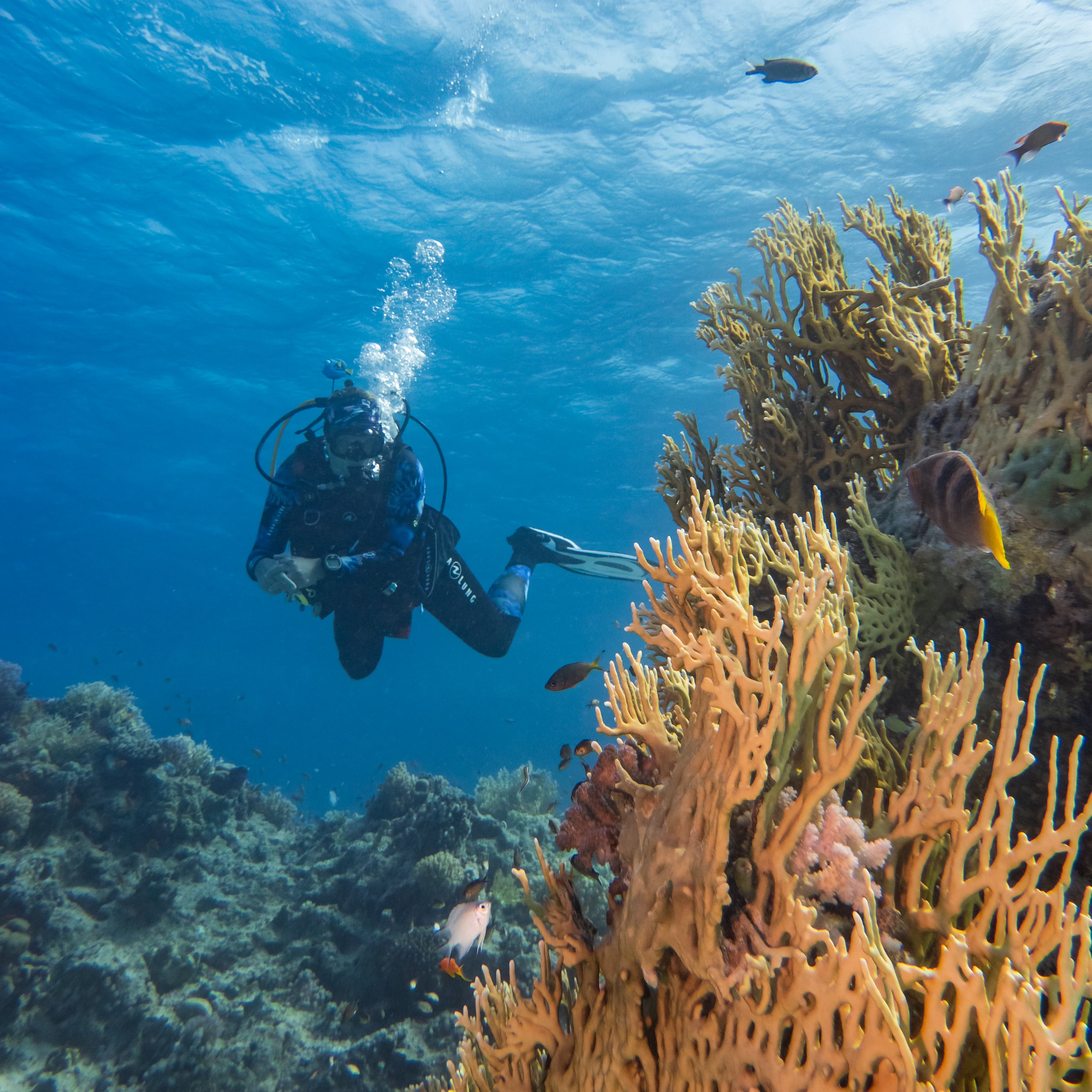 Adventure Diver