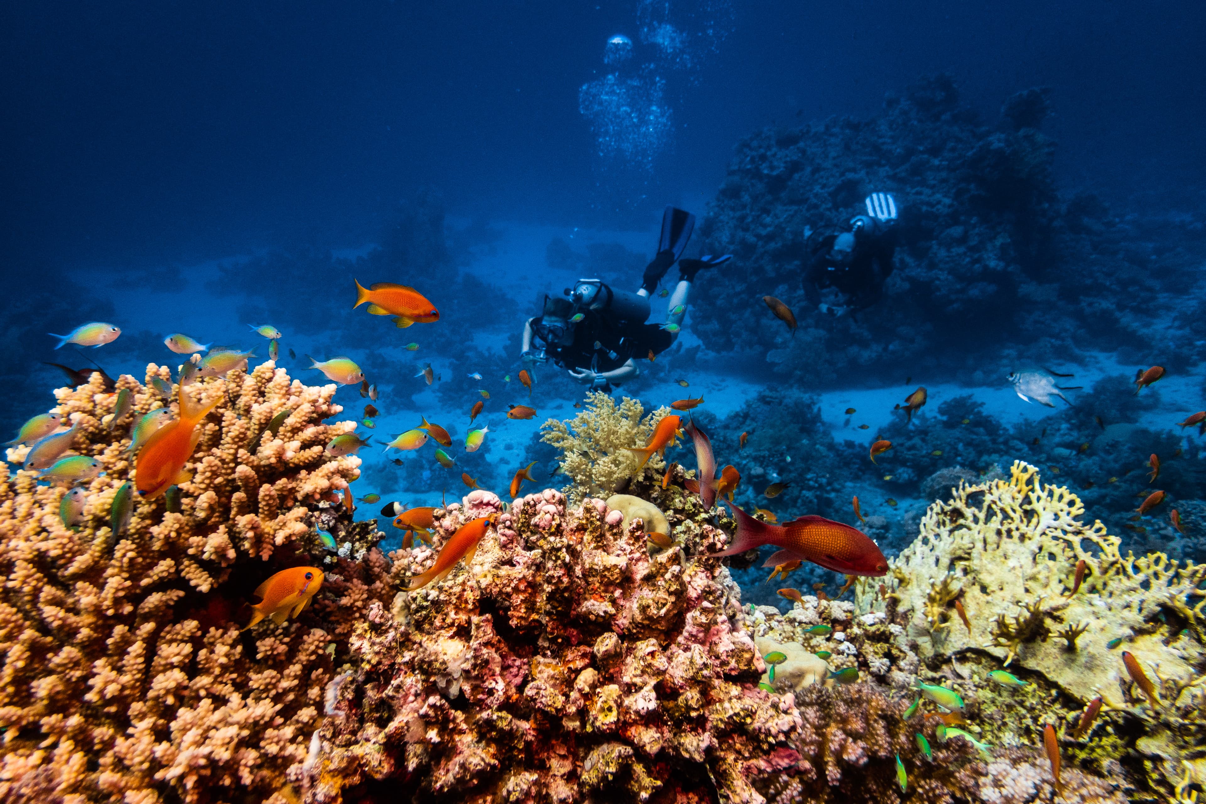 Beauty of the Red Sea